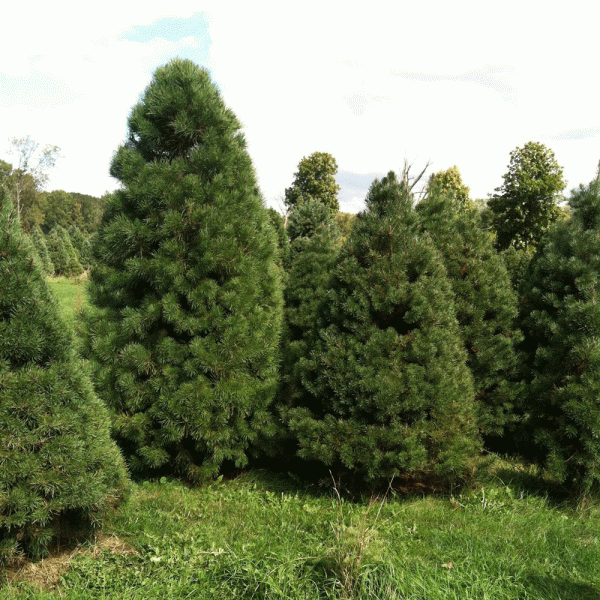 Bucktown-Tree-Farm