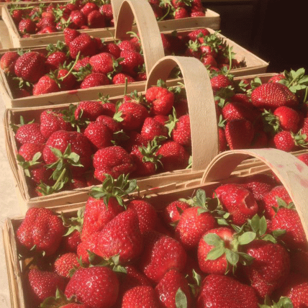 Butler-Strawberry-Acres