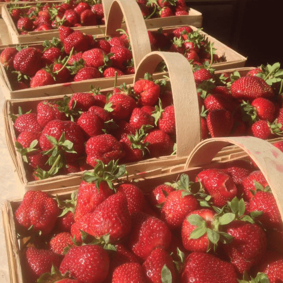 Butler-Strawberry-Acres