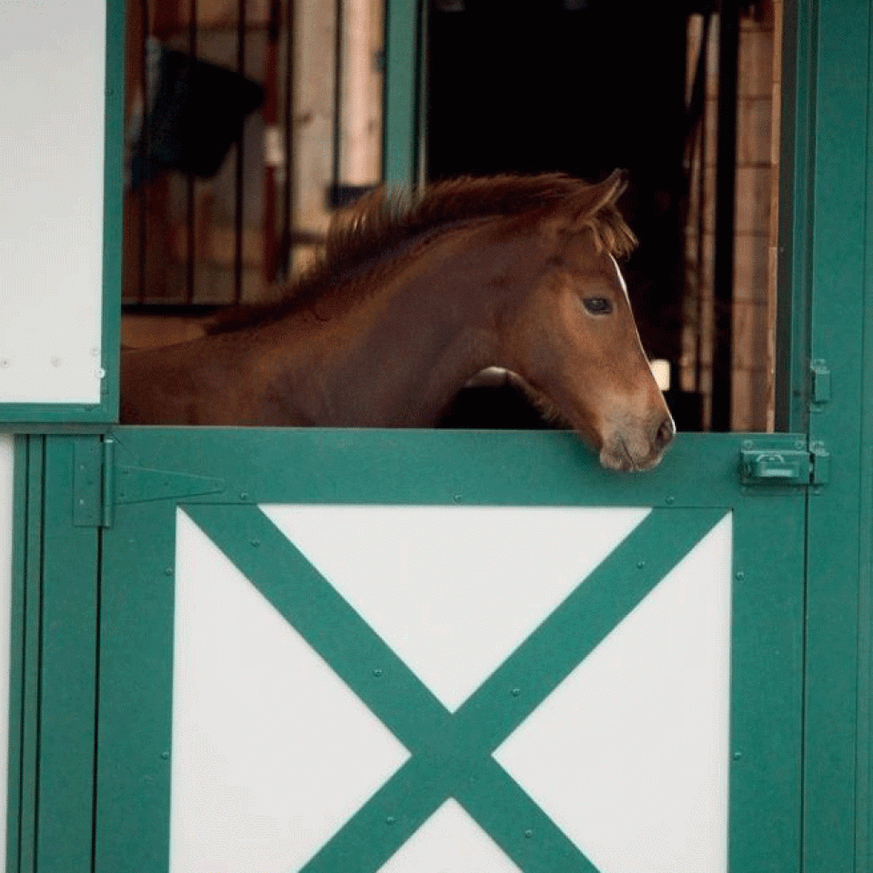 Mills-Farm-a-Horse-Hotel